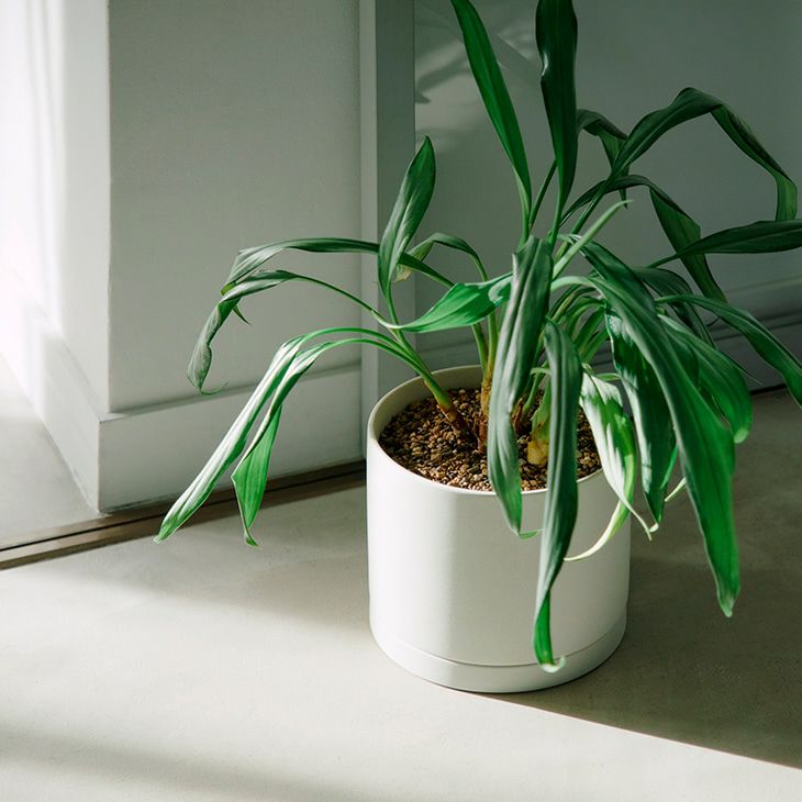 KINTOキントープラントポット170×160mm(アースグレー)（イメージ）